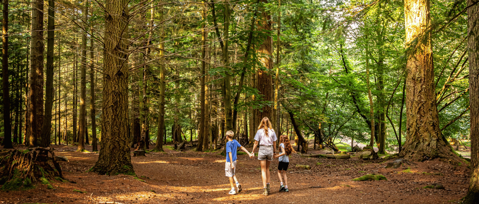 A family walk through the New Forest